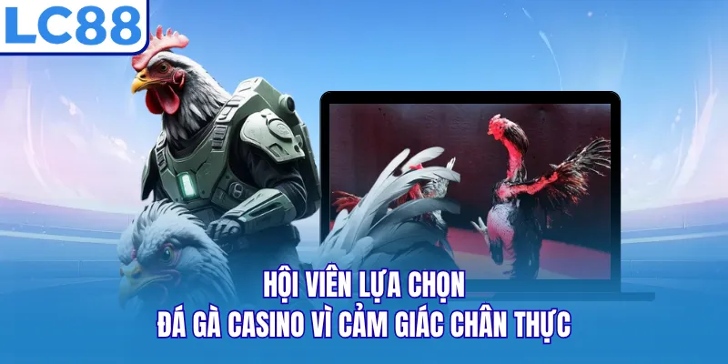 Hội viên lựa chọn đá gà casino vì cảm giác chân thực Hội viên lựa chọn đá gà casino vì cảm giác chân thực