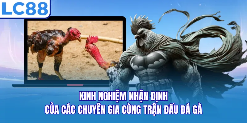 Kinh nghiệm nhận định của các chuyên gia cùng trận đấu đá gà Kinh nghiệm nhận định của các chuyên gia cùng trận đấu đá gà